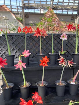 安城産業文化公園デンパークに投稿された画像（2025/5/5）