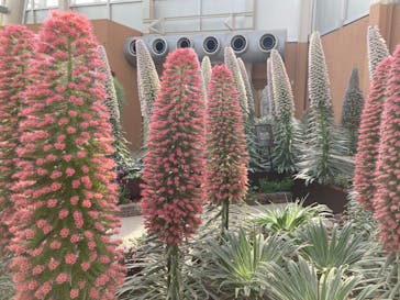 安城産業文化公園デンパークに投稿された画像（2025/5/5）