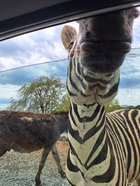 東北サファリパークに投稿された画像（2025/5/5）