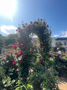 横浜イングリッシュガーデンに投稿された画像（2025/5/5）