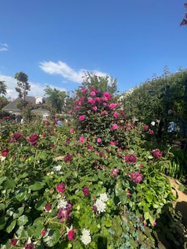 横浜イングリッシュガーデンに投稿された画像（2025/5/5）