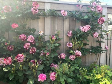 横浜イングリッシュガーデンに投稿された画像（2025/5/5）