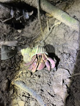 西表島 ADVENTURE PiPi（アドベンチャーピピ）に投稿された画像（2025/5/5）