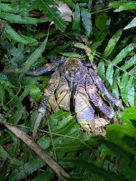 西表島 ADVENTURE PiPi（アドベンチャーピピ）に投稿された画像（2025/5/5）