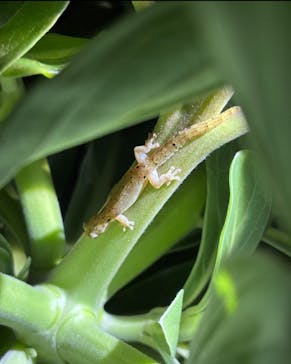 西表島 ADVENTURE PiPi（アドベンチャーピピ）に投稿された画像（2025/5/5）