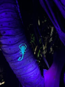 西表島 ADVENTURE PiPi（アドベンチャーピピ）に投稿された画像（2025/5/5）