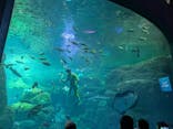 新江ノ島水族館に投稿された画像（2025/5/5）