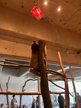 霞ケ浦 どうぶつとみんなのいえに投稿された画像（2025/5/5）