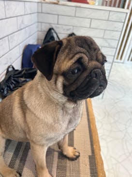 いぬカフェRio 原宿竹下通り店に投稿された画像（2025/5/5）