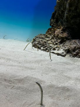 アクアワールド茨城県大洗水族館に投稿された画像（2025/5/5）