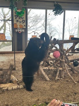 のぼりべつクマ牧場に投稿された画像（2025/5/5）