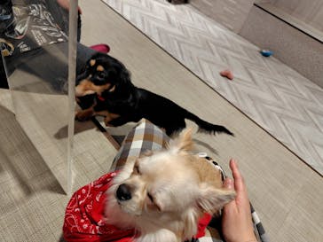 いぬカフェRio 池袋店に投稿された画像（2025/5/5）