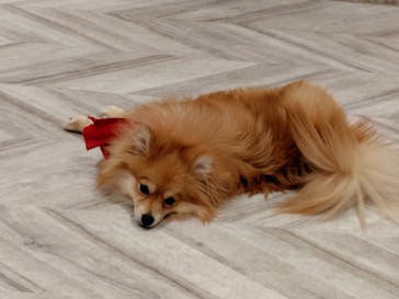 いぬカフェRio 池袋店に投稿された画像（2025/5/5）