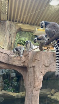 那須どうぶつ王国に投稿された画像（2025/5/5）