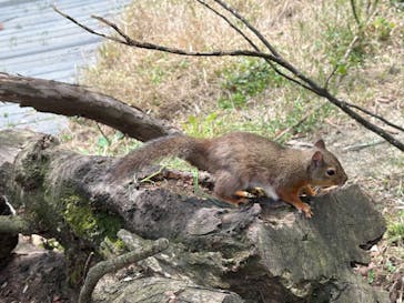 那須どうぶつ王国に投稿された画像（2025/5/5）