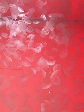 アクアワールド茨城県大洗水族館に投稿された画像（2025/5/5）