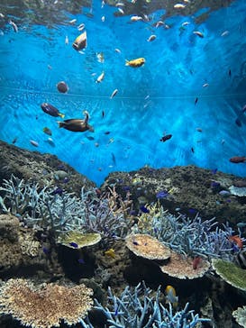アクアワールド茨城県大洗水族館に投稿された画像（2025/5/5）