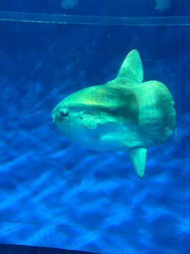 アクアワールド茨城県大洗水族館に投稿された画像（2025/5/5）