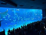 沖縄美ら海水族館に投稿された画像（2025/5/6）