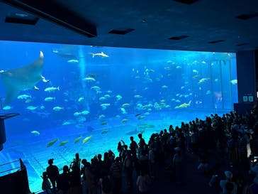 沖縄美ら海水族館に投稿された画像（2025/5/5）