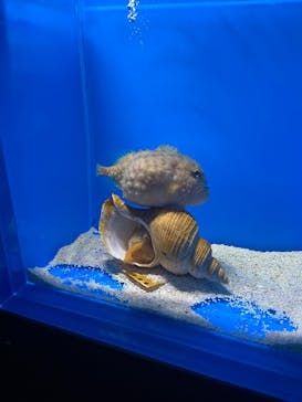 越前松島水族館に投稿された画像（2025/5/5）