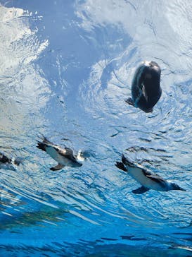 サンシャイン水族館に投稿された画像（2025/5/5）