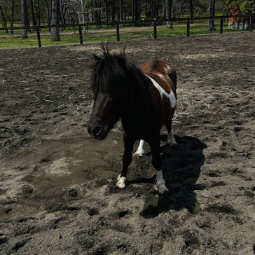 ノーザンホースパークに投稿された画像（2025/5/5）