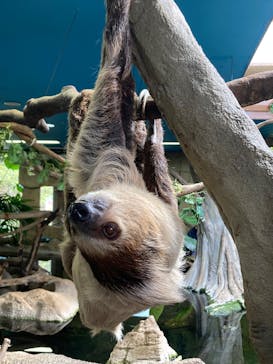 那須どうぶつ王国に投稿された画像（2025/5/5）