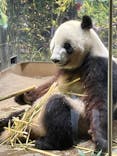恩賜上野動物園に投稿された画像（2025/5/6）