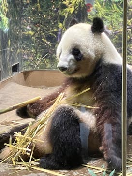 恩賜上野動物園に投稿された画像（2025/5/5）
