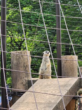 井の頭自然文化園に投稿された画像（2025/5/5）