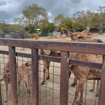 那須サファリパークに投稿された画像（2025/5/5）