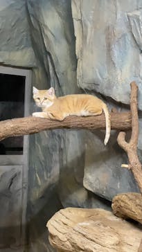 那須どうぶつ王国に投稿された画像（2025/5/5）