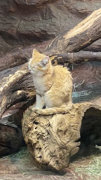 那須どうぶつ王国に投稿された画像（2025/5/5）