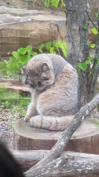 那須どうぶつ王国に投稿された画像（2025/5/5）