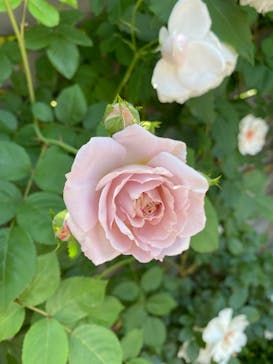 横浜イングリッシュガーデンに投稿された画像（2025/5/5）