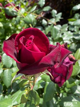 横浜イングリッシュガーデンに投稿された画像（2025/5/5）