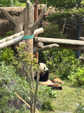 恩賜上野動物園に投稿された画像（2025/5/5）