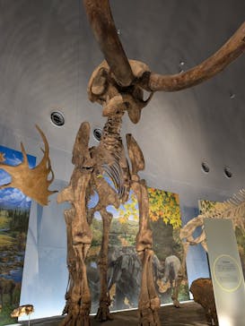 福井県立恐竜博物館に投稿された画像（2025/5/5）