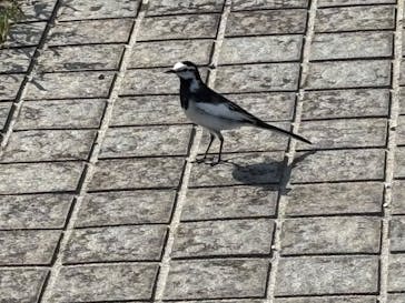 ACAO FORESTに投稿された画像（2025/5/5）