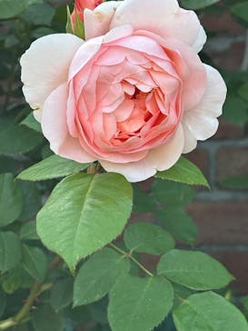 ACAO FORESTに投稿された画像（2025/5/5）