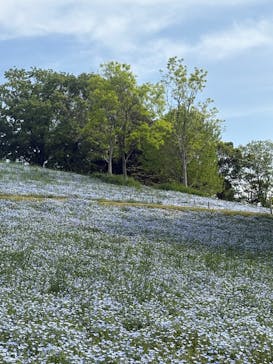 こうべアグリパークネモフィラの丘2025に投稿された画像（2025/5/5）