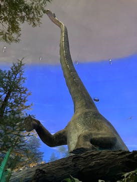 福井県立恐竜博物館に投稿された画像（2025/5/5）