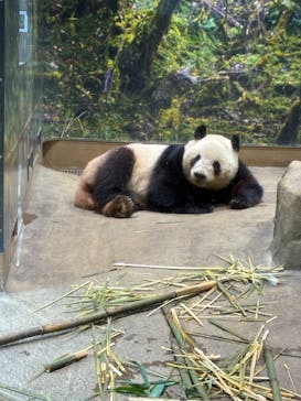恩賜上野動物園に投稿された画像（2025/5/6）