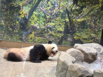 恩賜上野動物園に投稿された画像（2025/5/6）