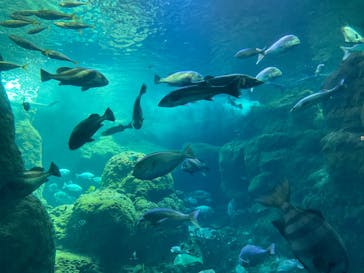 新江ノ島水族館に投稿された画像（2025/5/6）