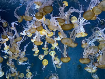 新江ノ島水族館に投稿された画像（2025/5/6）
