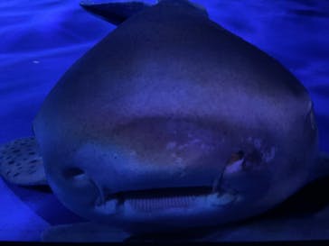 新江ノ島水族館に投稿された画像（2025/5/6）