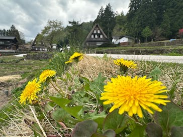 ホワイトリングに投稿された画像（2025/5/6）