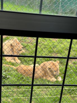 那須サファリパークに投稿された画像（2025/5/6）